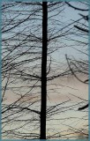 GERARDMER.WOOD and EVENING SKY