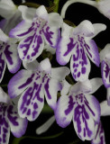 Ponerorchis graminifolia 22 Close-up
