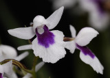 Ponerorchis graminifolia 26 Close-up