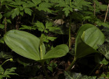 Neottia ovata in bud. This species is very easy to recognize. Even when not in flower.