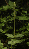 Neottia ovata.