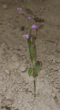 Cephalanthera rubra. Growing in pure chalk.