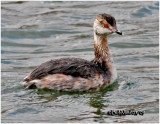 Horned Grebe - Transitional Plumage