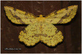 Xanthotype Species