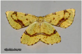 Xanthotype Species