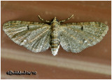 Genus Eupithecia