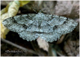 Signate Melanolophia MothMelanolophia signataria #6621