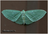 The Bad Wing MothDyspteris abortivaria #7648