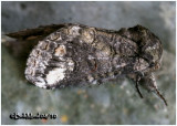 Oblique Heterocampa MothHeterocampa obliqua #7983