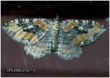 Barberry Geometer MothCoryphista meadii #7290