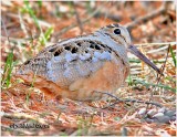 ORNITHOLOGICAL CLUB OF HIGH LAURENTIDES-FRANCE