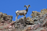 First Big Horn Sighting