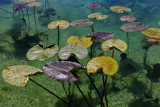 Lilly Pads CL Workflow.jpg