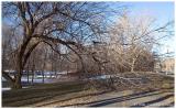 Downed Tree