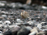 Amerikansk småspov - Hudsonian Whimbrel (Numenius hudsonicus)