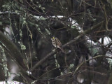 Gulbrynad sparv - Yellow-browed Bunting (Emberiza chrysophrys)