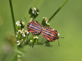 Strimlus - Striped Shield Bug (Graphosoma lineatum)