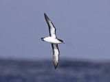 Dvärglira - Boyd's Shearwater (Puffinus boydi)