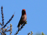 Större rosenfink - Great Rosefinch (Carpodacus rubicilla)