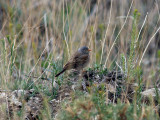 Bergortolansparv - Grey-necked Bunting (Emberiza buchanani)