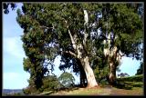 Tree from the back roads