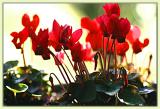 Miniature cyclamen