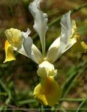 Iris....