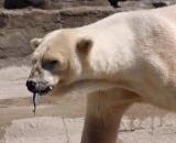 Zoo-017