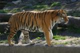 Zoo-032