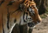 Zoo-034