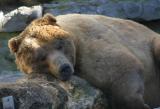 Zoo-036