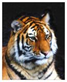 artsy tiger