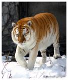 siberian tiger in snow 2