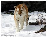 siberian tiger in snow