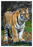siberian tiger 2