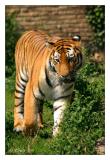 siberian tiger