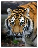 siberian tiger growl