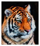 Tiger Painting