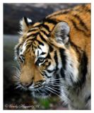 siberian tiger snarl