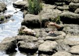 Sunbathing on the rocks below the weir.
