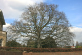 The Asgill Beech