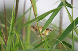 Reed Warbler - Acrocephalus scirpaceus