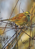 Cirl Bunting - Emberiza cirlus