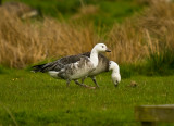 Ross/Barnacle Goose Hybrid