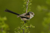 Long Tail Tit - Aegithalos caudatus