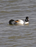 Goldeneye - Bucephala clangula