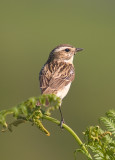 Whinchat - Saxicola rubetra