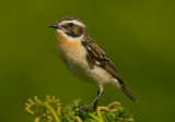 Whinchat - Saxicola rubetra