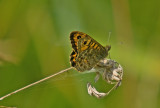 Wall Brown - Lasiommata megera