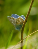 Common Blue Butterfly - Polyommatus icarus